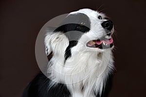 Australian shepherd with one blue and one brown eye