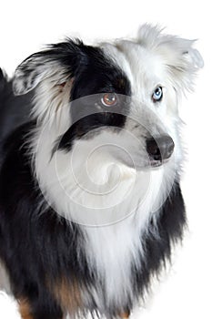 Australian shepherd with one blue and one brown eye