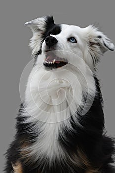 Australian shepherd with one blue and one brown eye