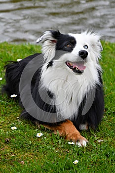 Australian shepherd with one blue and one brown eye