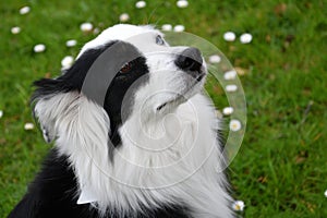 Australian shepherd with one blue and one brown eye