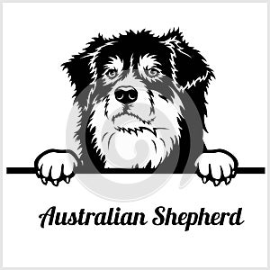 Australian Shepherd - Peeking Dogs - breed face head isolated on white