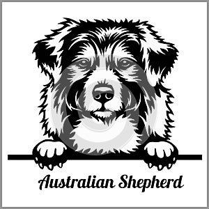 Australian Shepherd - Peeking Dogs - breed face head isolated on white