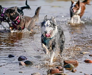 Australian Shepherd Playing with other Dogs in Water