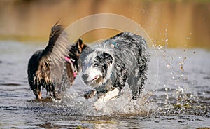 Australian Shepherd Playing in Water