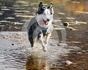 Australian Shepherd Playing in Water