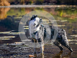 Australian Shepherd Playing in Water