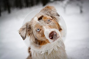 Australian shepherd portrait