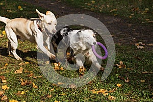 Australian shepherd with puller playing with Labrador in autumn forest