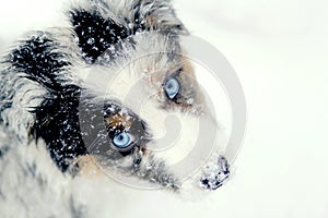 Australian Shepherd pup in snow