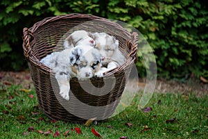 Australian Shepherd puppies in wicker basket exploring world around