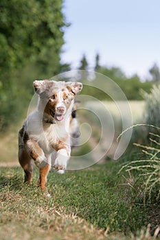 Australian shepherd puppy