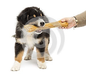 Australian Shepherd puppy, 2 months old, holding