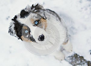 Australian shepherd puppy