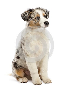 Australian Shepherd puppy, 3 months old, sitting