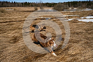 Two dogs play catch-up in field with dry yellow grass on sunny day. Australian Shepherd puppy with ball in mouth is running around