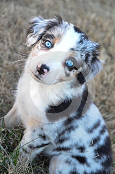 Australian Shepherd Puppy with Blue Eyes