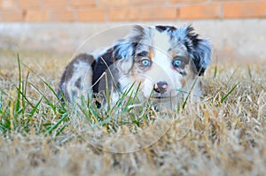 Australian Shepherd Puppy - Blue Merle