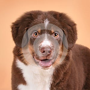 Australian Shepherd puppy close up