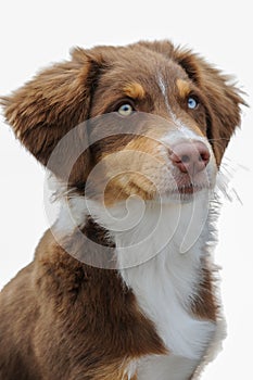 Australian shepherd puppy with different  colored eyes