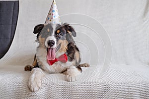 Australian shepherd puppy dog in party hat with bow tie. Happy birthday