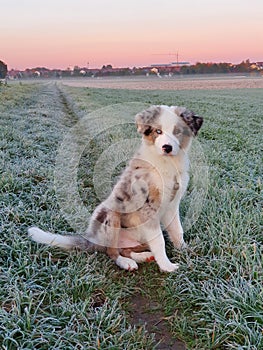 Australian shepherd puppy dog at sunrise