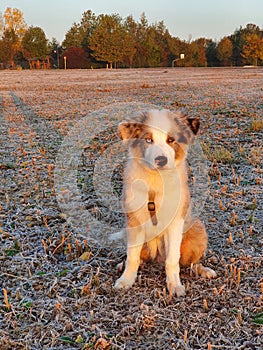 Australian shepherd puppy dog at sunrise