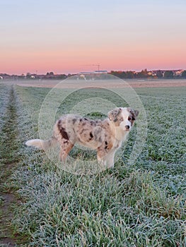 Australian shepherd puppy dog at sunrise