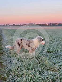 Australian shepherd puppy dog at sunrise