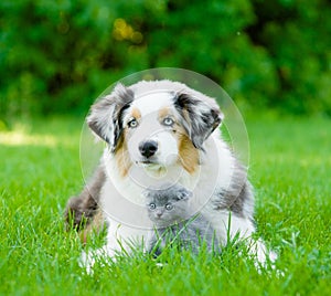 Australian shepherd puppy embracing small scottish kitten on green grass