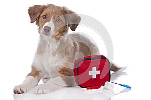 Australian shepherd puppy with first aid kit photo
