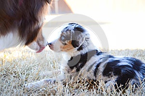 Australian Shepherd Puppy Kissed by Older Dog