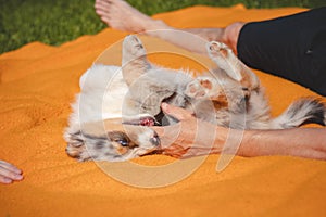 Australian Shepherd puppy lies down in an orange blanket and teases his owner. Playing with human`s fingers. Playing with a small