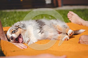 Australian Shepherd puppy lies down in an orange blanket and teases his owner. Playing with human`s fingers. Playing with a small