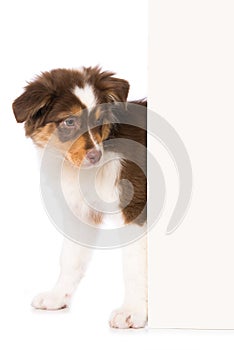 Australian shepherd puppy looking around a corner