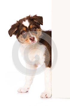 Australian shepherd puppy looking around a corner