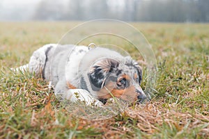Australian Shepherd puppy lying in a field in the grass looking for his owner when he can get up and run