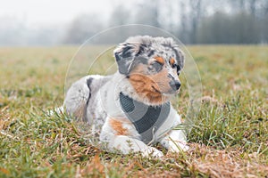 Australian Shepherd puppy lying in a field in the grass looking for his owner when he can get up and run