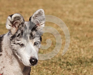 Australian shepherd puppy mix
