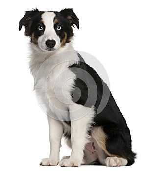 Australian Shepherd puppy, 5 months old