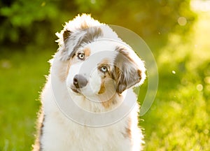 Australian shepherd puppy tilts head