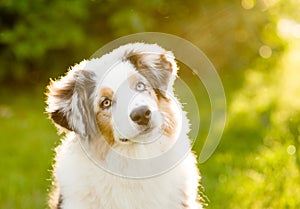 Australian shepherd puppy tilts head photo