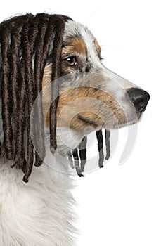 Australian Shepherd puppy wearing a dreadlock wig