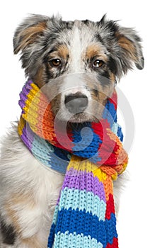 Australian Shepherd puppy wearing a scarf
