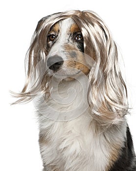 Australian Shepherd puppy wearing a wig