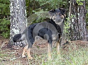 Australian Shepherd Retriever mix dog outdoors on leash