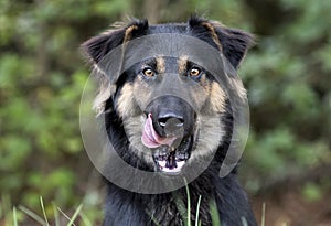 Australian Shepherd Retriever mix dog tongue licking face and lips