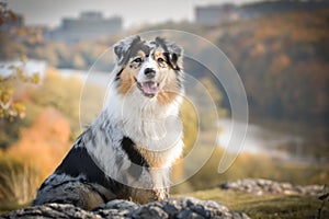 Australian shepherd on rock in prague park