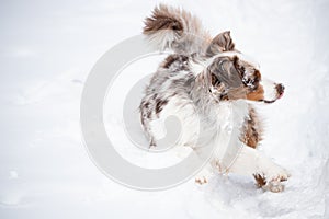 Australian shepherd rolling in snow