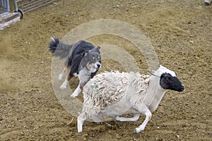 Australian Shepherd rounding up a sheep